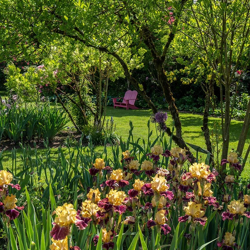 Ziggy Reblooming Bearded Iris - Image 3