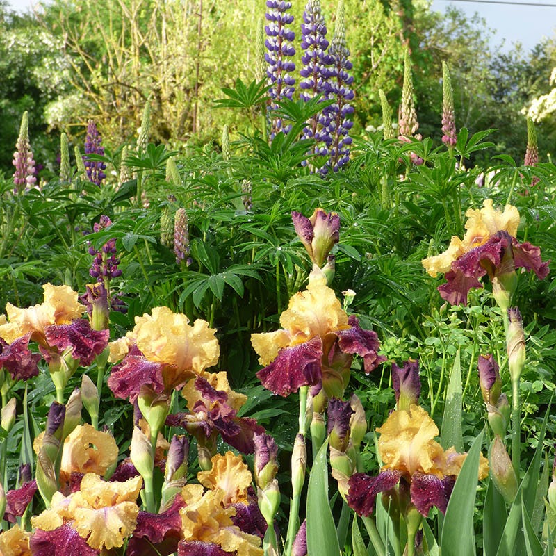 Ziggy Reblooming Bearded Iris - Image 4
