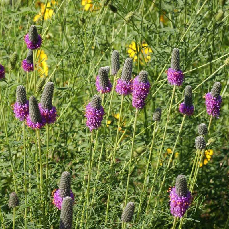 Native Bee Habitat Wildflower Seed Mix - Image 5