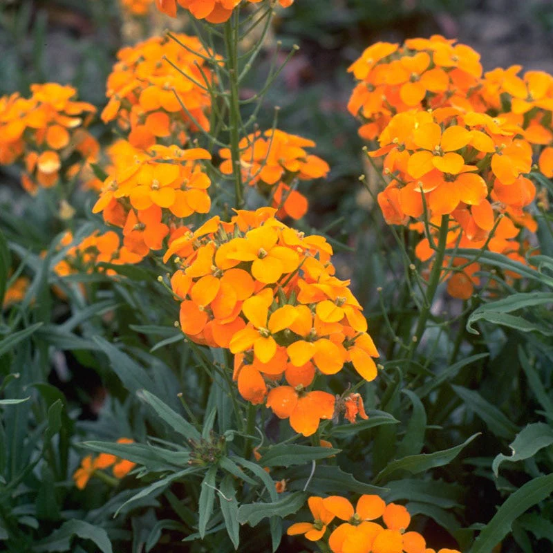Beneficial Bug Wildflower Seed Mix - Image 2
