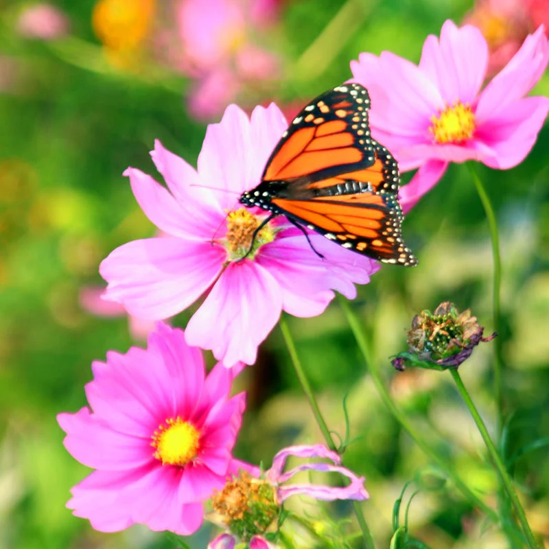 Butterfly and Hummingbird Wildflower Seed Mix - Image 2