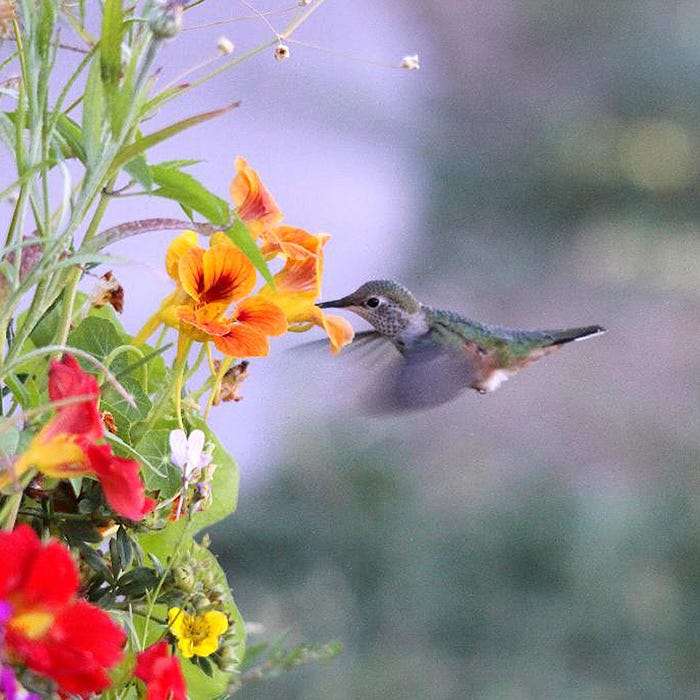 Butterfly and Hummingbird Wildflower Seed Mix - Image 4