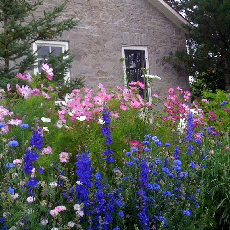 Butterfly and Hummingbird Wildflower Seed Mix - Image 5