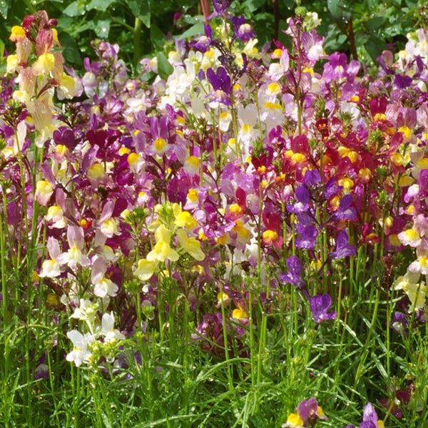 Butterfly and Hummingbird Wildflower Seed Mix - Image 7