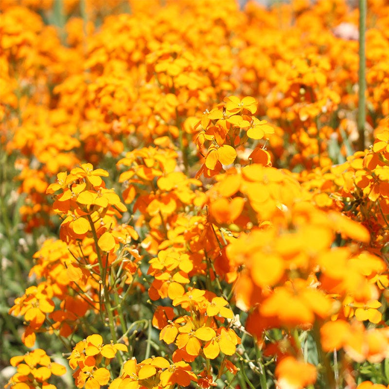 Siberian Wallflower Seeds (Cheiranthus) - Image 2