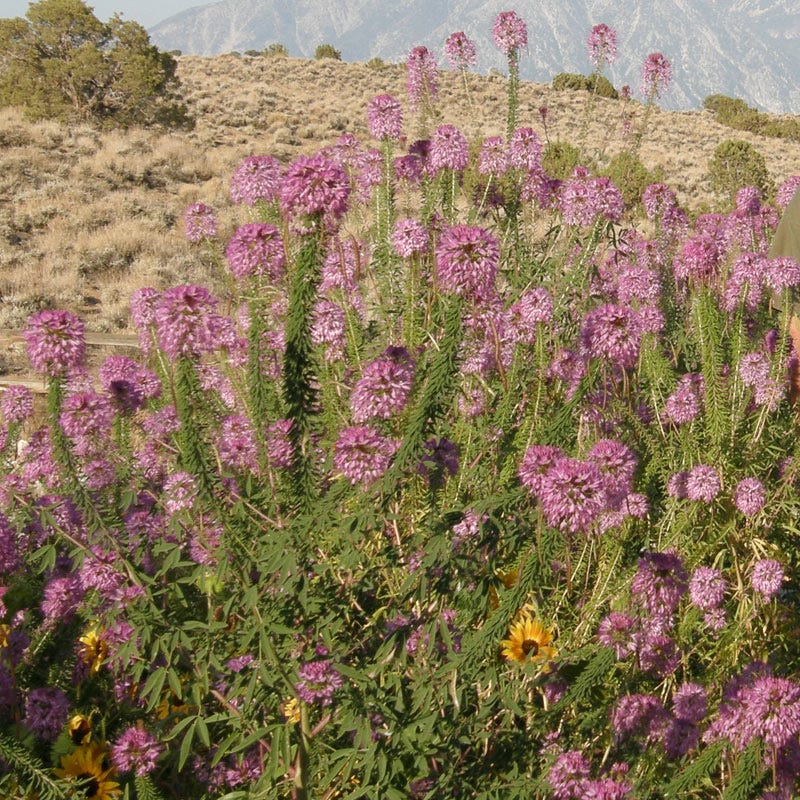 Rocky Mountain Bee Plant Seeds (Cleome) - Image 3