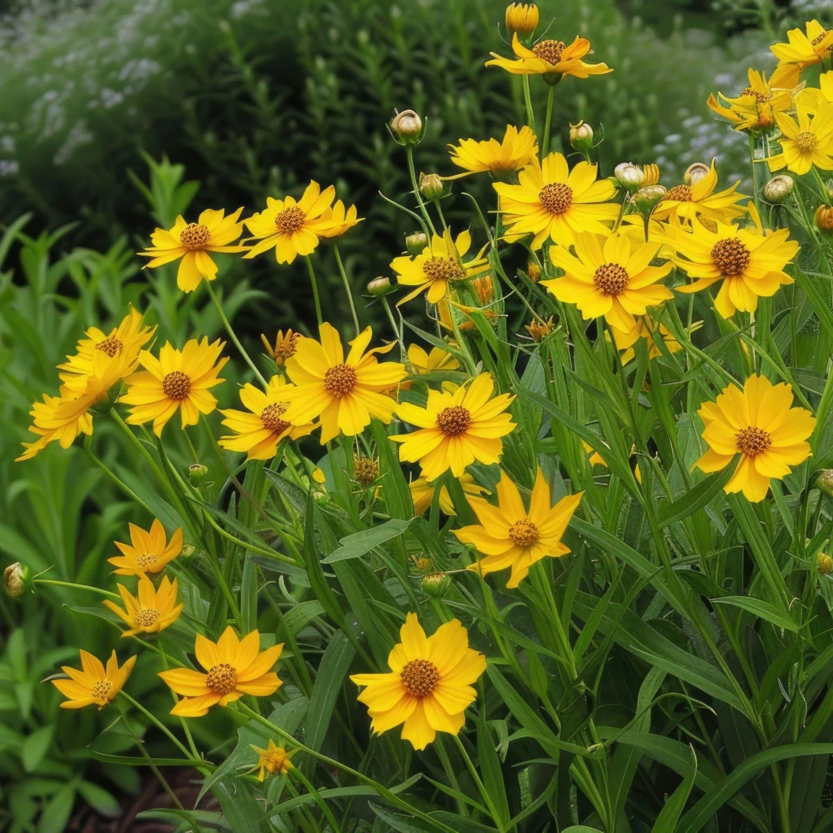 Lanceleaf Coreopsis Seeds - Image 3