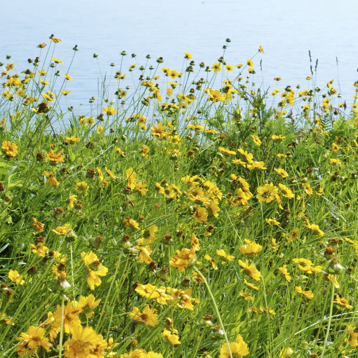 Lanceleaf Coreopsis Seeds - Image 4