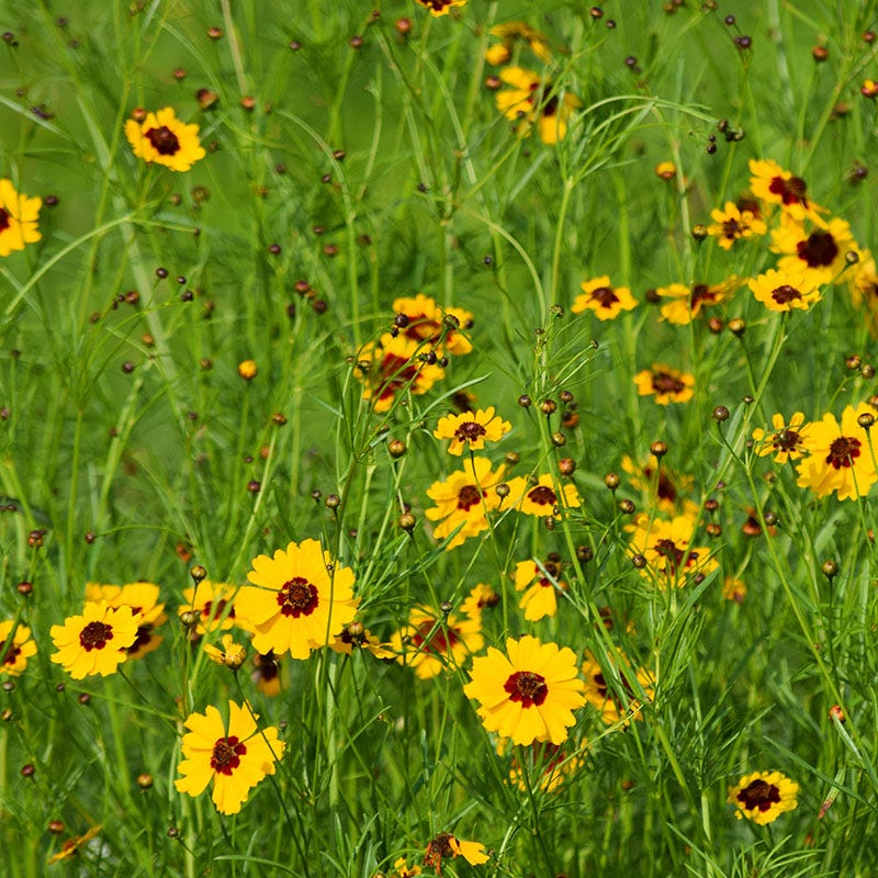 Plains Coreopsis Seeds - Image 2