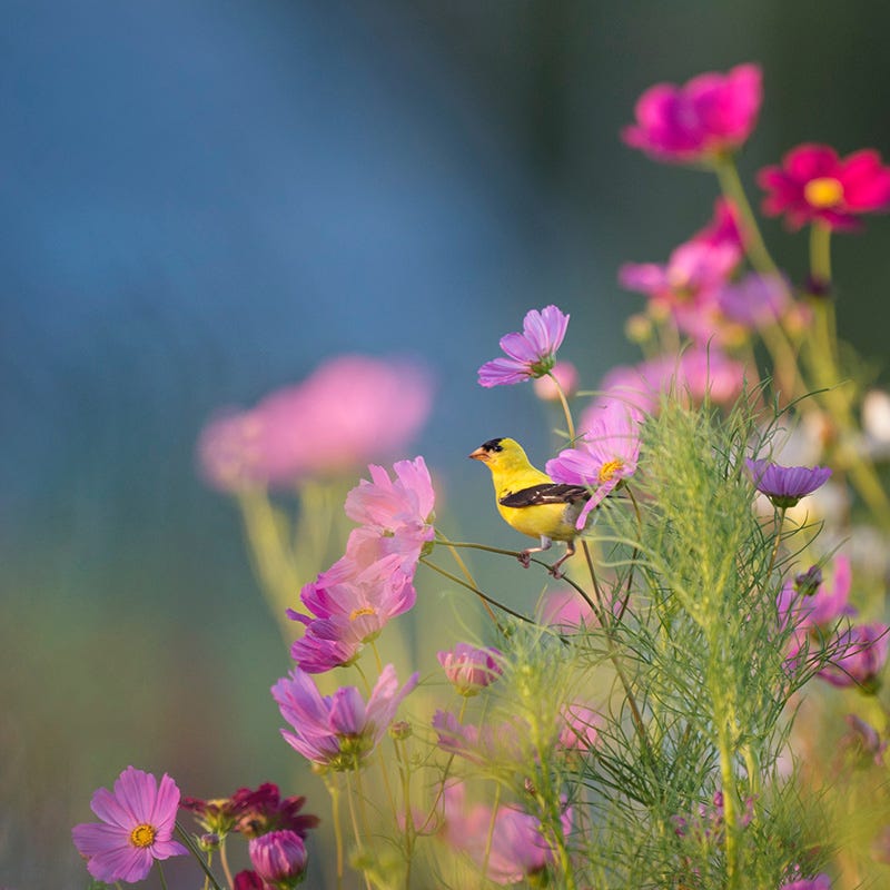 Cosmos Seeds - Image 3