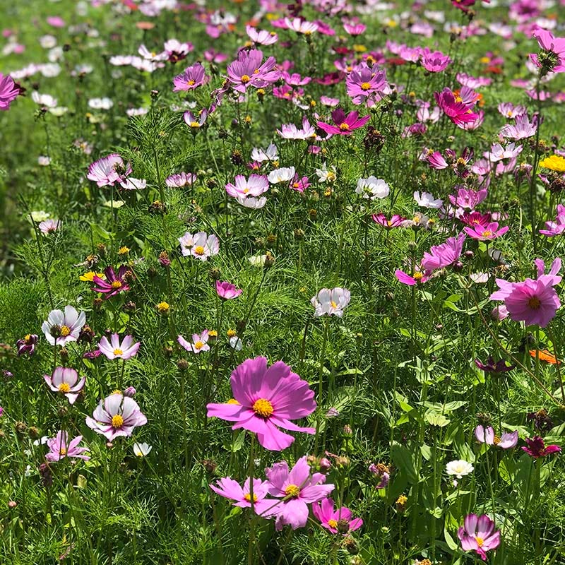 Cosmos Seeds - Image 4