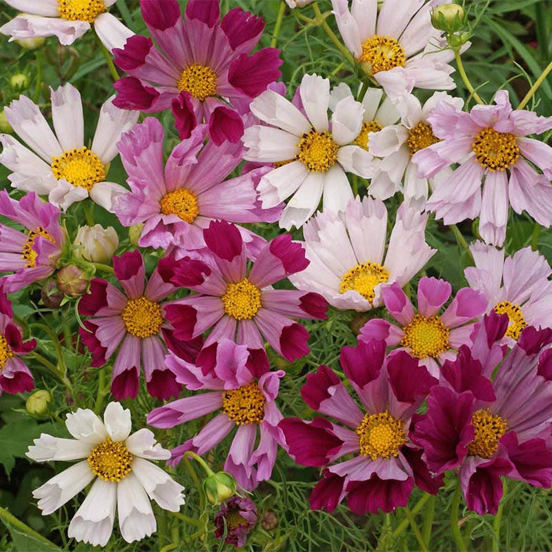 Sea Shells Cosmos Seed Mix
