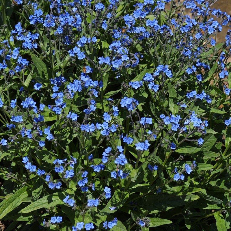 Chinese Forget-Me-Not Seeds - Image 2