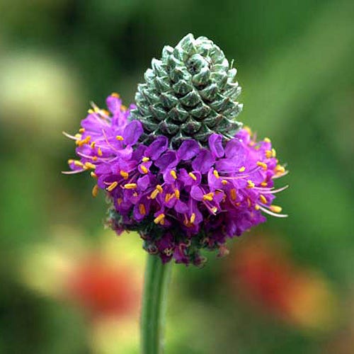 Purple Prairie Clover Seeds - Image 2