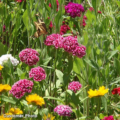Sweet William Seeds (Dianthus) - Image 3