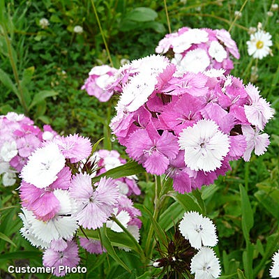 Sweet William Seeds (Dianthus) - Image 4