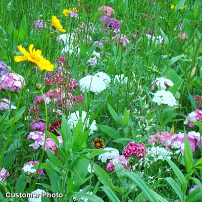 Sweet William Seeds (Dianthus) - Image 5