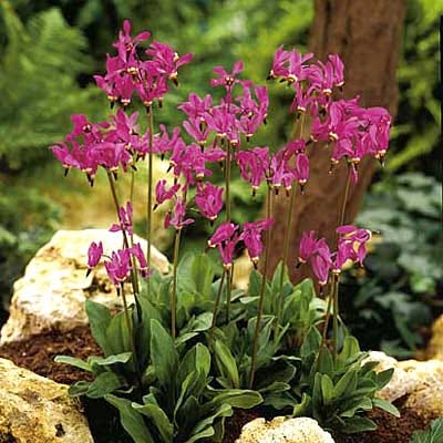 Shooting Star Seeds