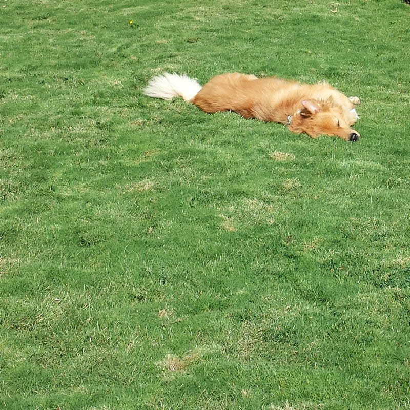 Dog Tuff™ Grass