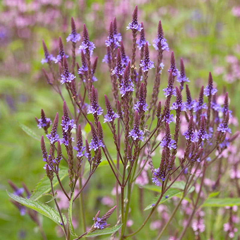 Native Dry Area Wildflower Seed Mix - Image 2