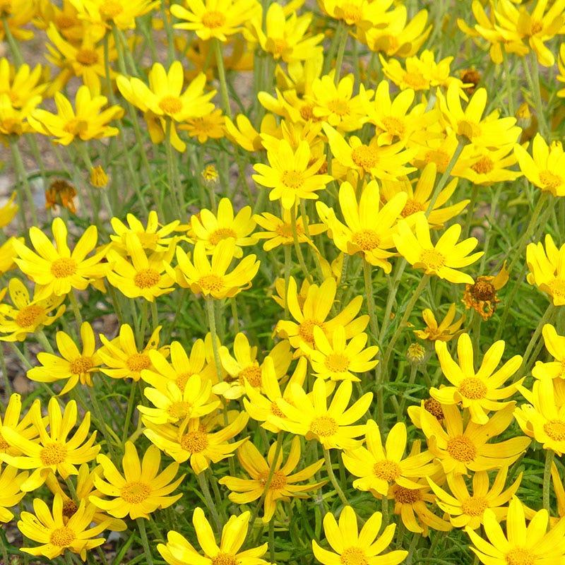Native Dry Area Wildflower Seed Mix - Image 6