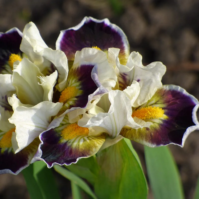 Bighorn Dwarf Bearded Iris - Image 2