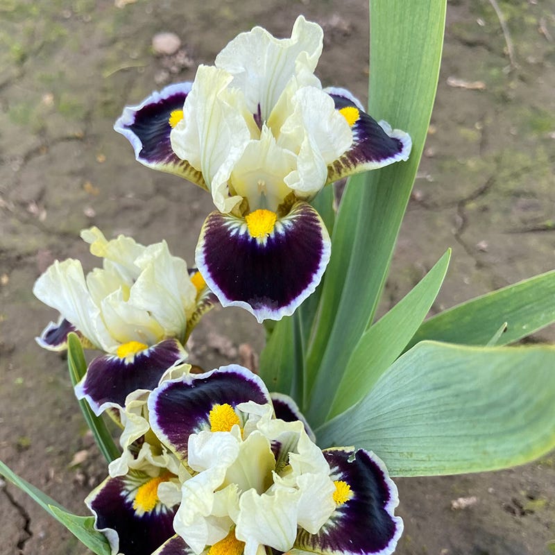 Bighorn Dwarf Bearded Iris - Image 3
