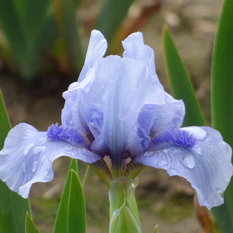Repeat the Blues Reblooming Dwarf Bearded Iris