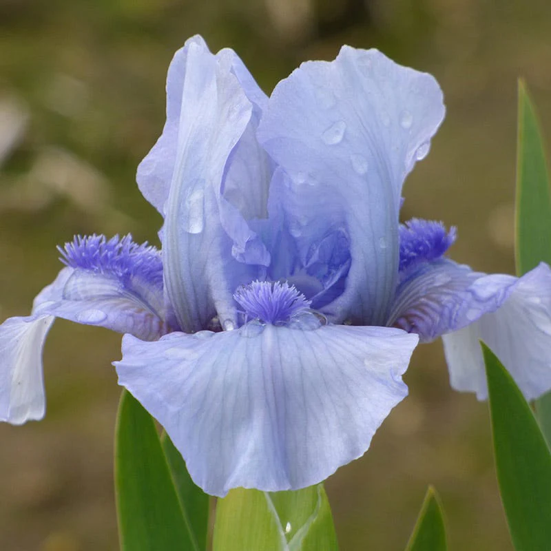 Repeat the Blues Reblooming Dwarf Bearded Iris - Image 2