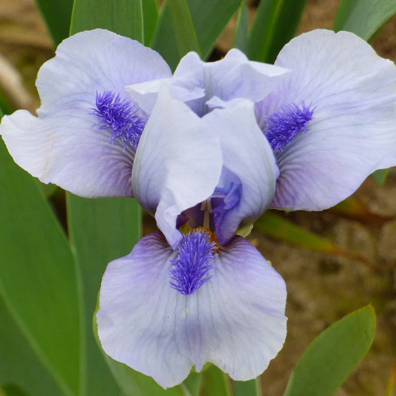 Repeat the Blues Reblooming Dwarf Bearded Iris - Image 3