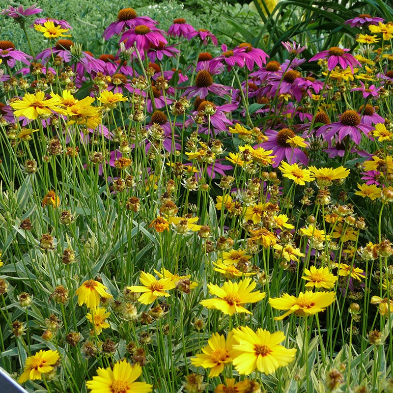 Eastern Xeriscape Wildflower Seed Mix - Image 2