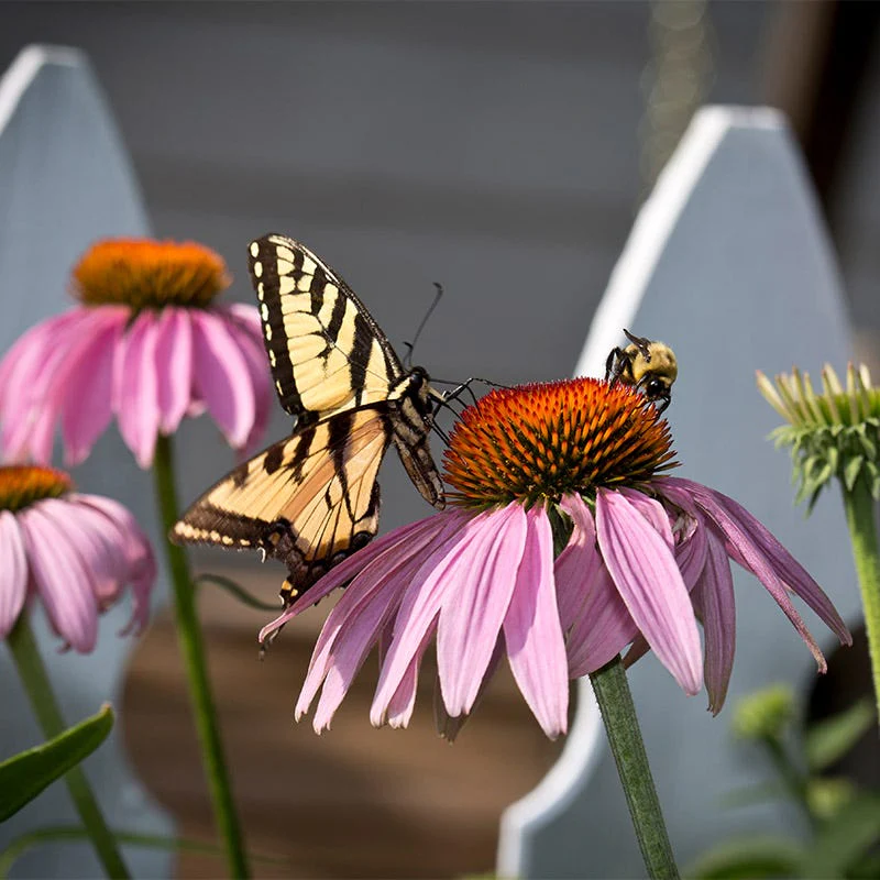 Purple Coneflower Seeds (Echinacea) - Image 3