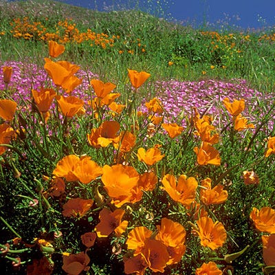 California Poppy Seeds (Eschscholzia) - Image 5