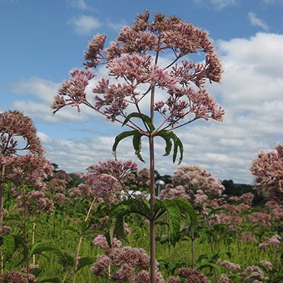 Joe Pye Weed Seeds - Image 5
