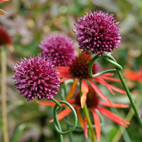 Drumstick Allium - Image 2