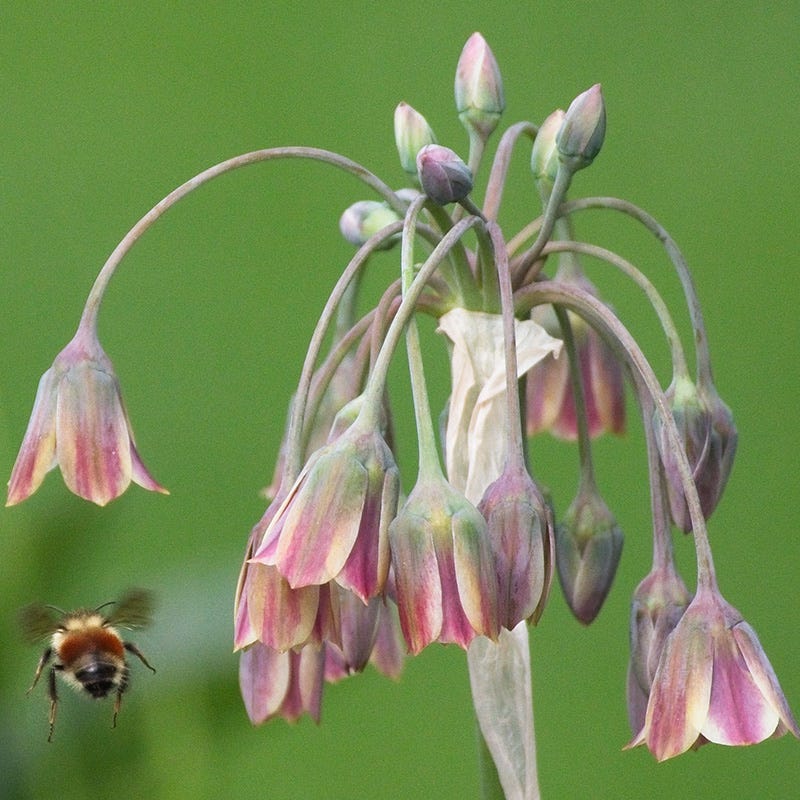 Mediterranean Bells