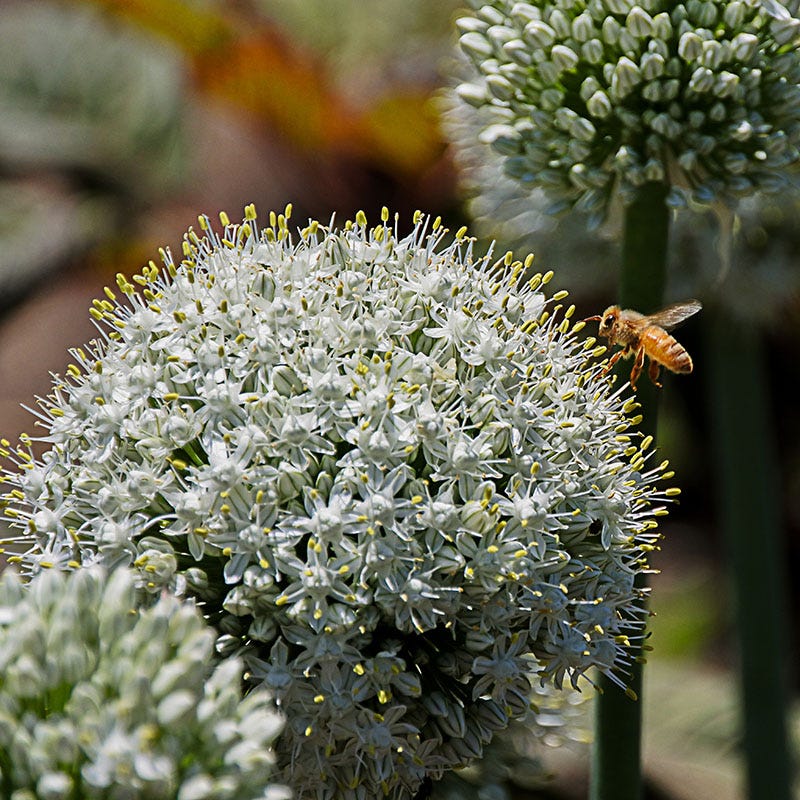 Mount Everest Allium - Image 2