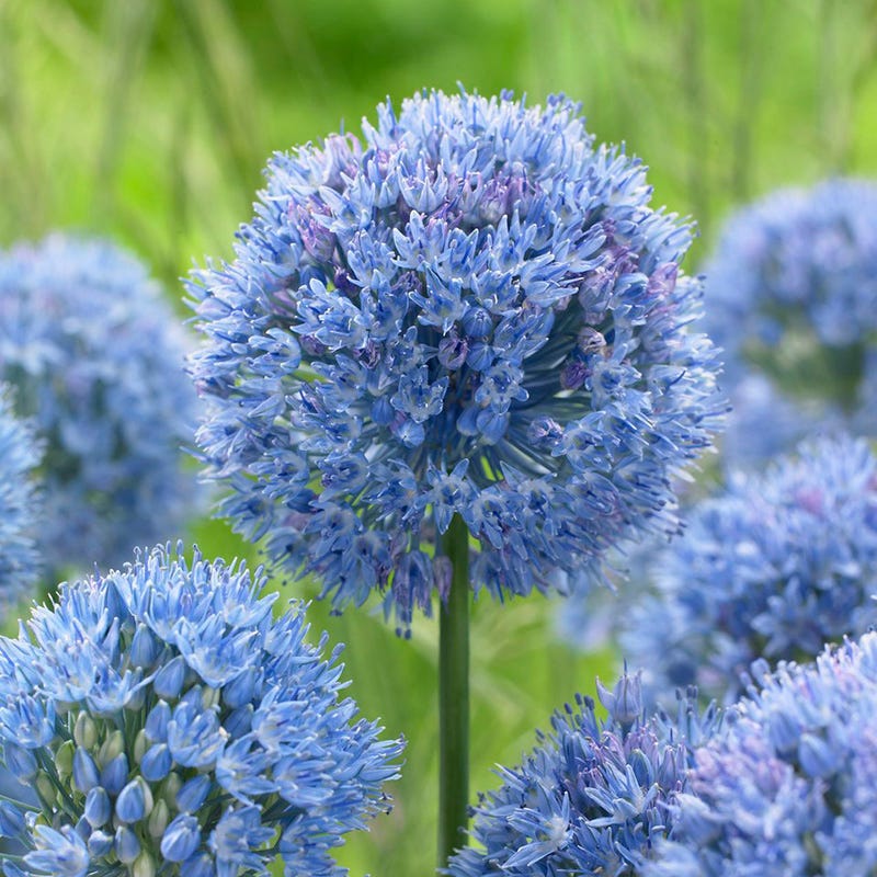 Summer Dreams Extension Bulb Collection - Image 5