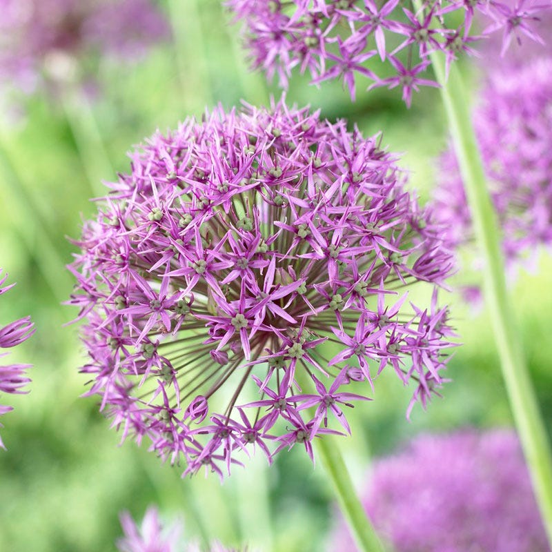 Featured Flower Bulbs