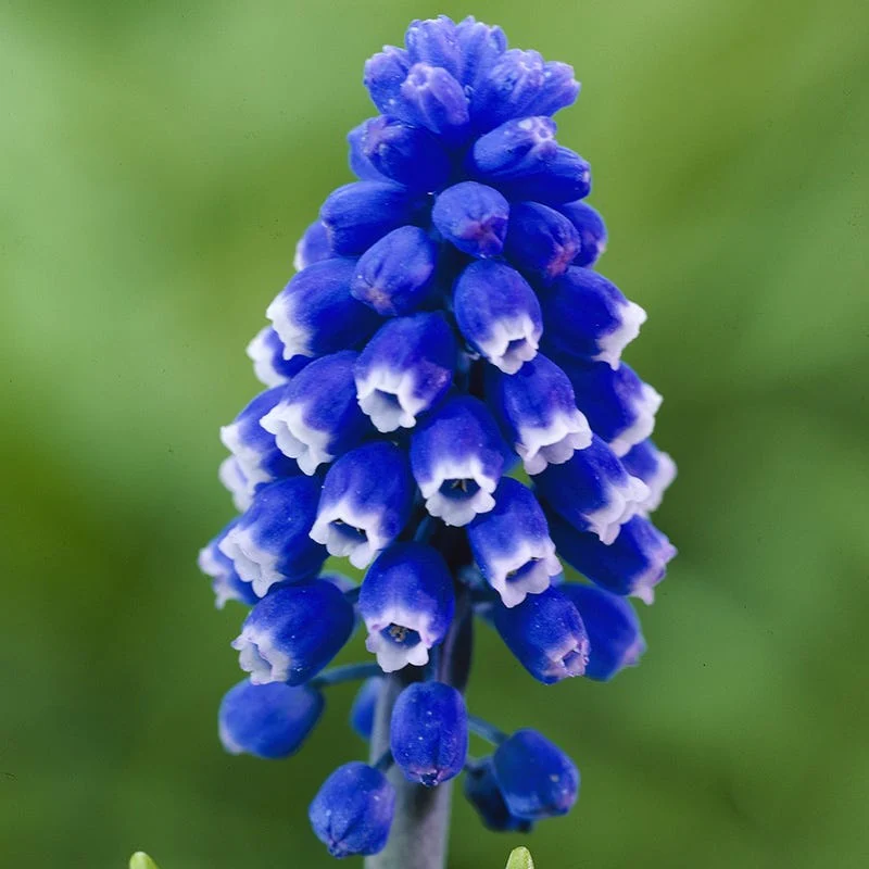 Classic Container Bulb Collection - Image 4