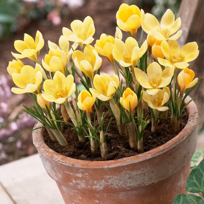 Romance Crocus - Image 3