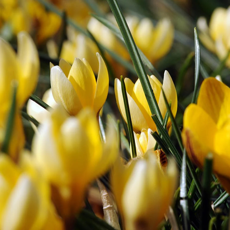 Romance Crocus - Image 4