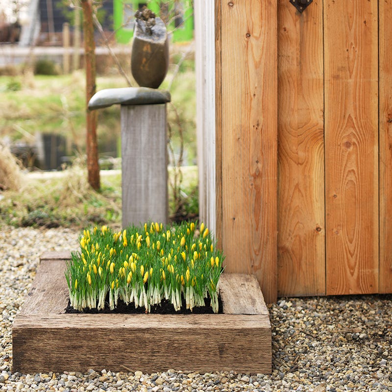 Romance Crocus - Image 5