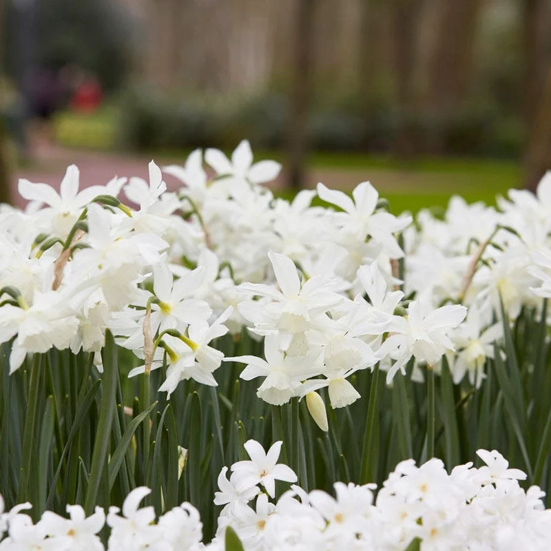 Thalia Daffodil - Image 2