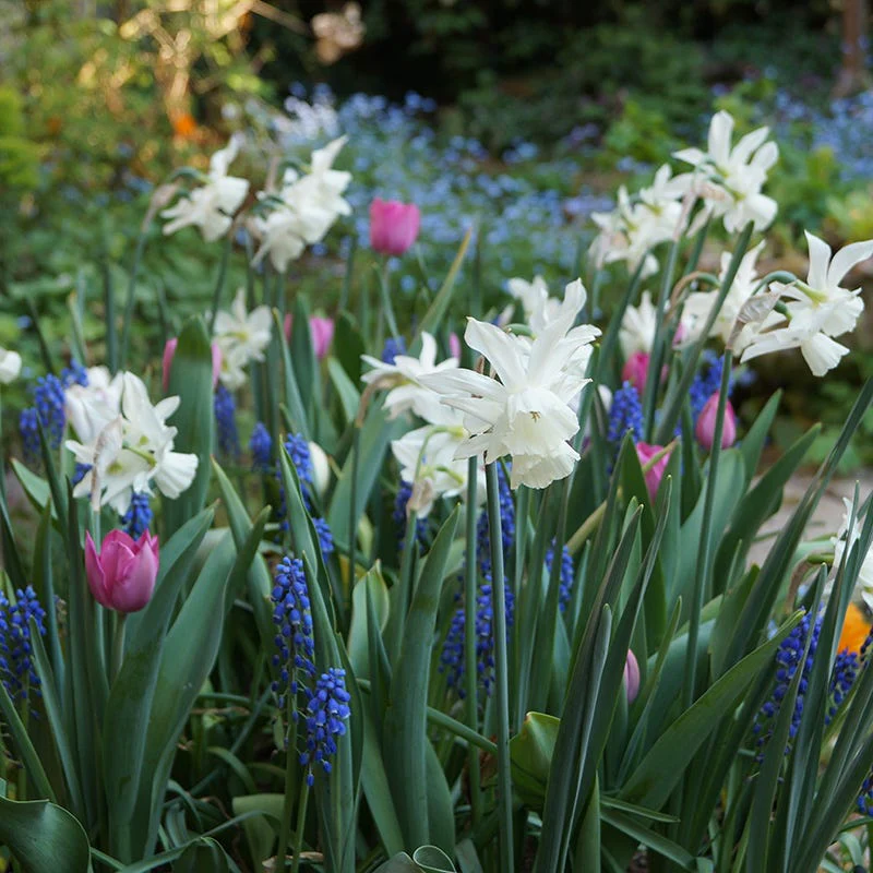 Thalia Daffodil - Image 3