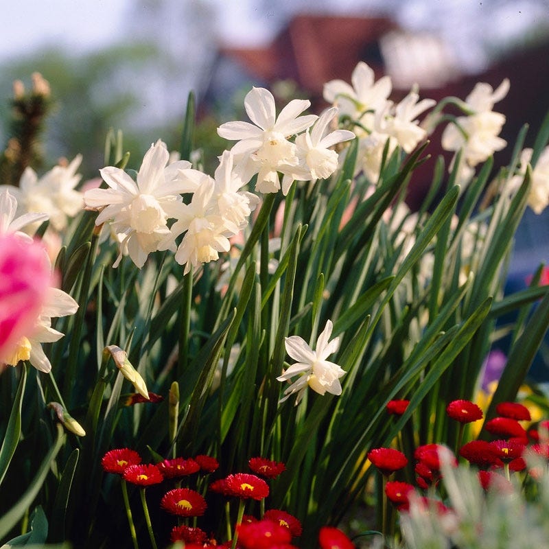Thalia Daffodil - Image 4