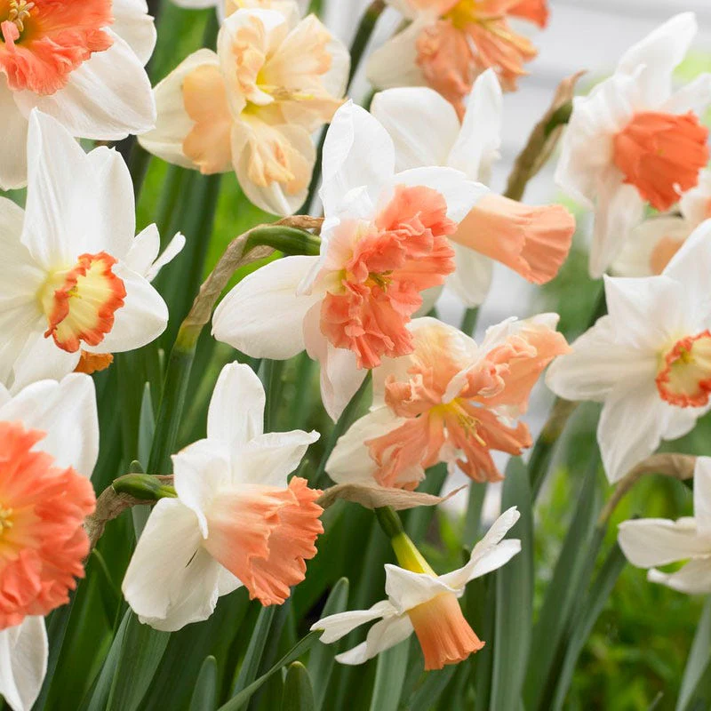 60 Days Of Daffodils Mix - Image 2