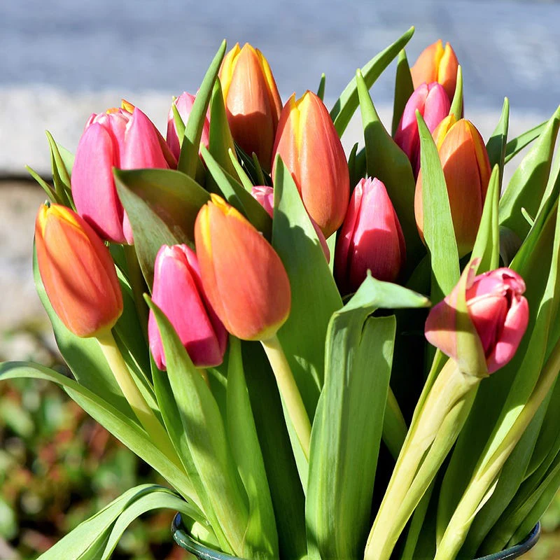 Tequila Sunrise Darwin Tulip Mix - Image 2