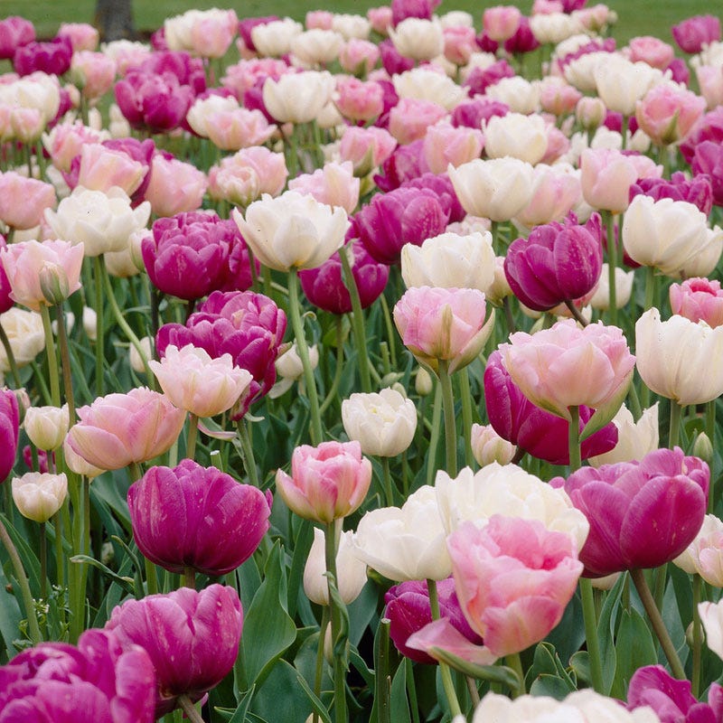 Double Late Tulip Mix - Image 2