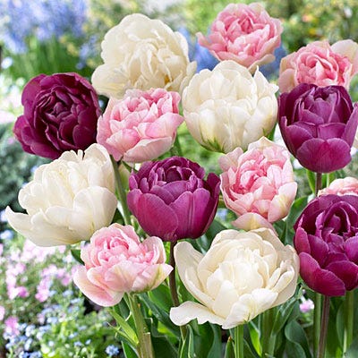 Double Late Tulip Mix - Image 4